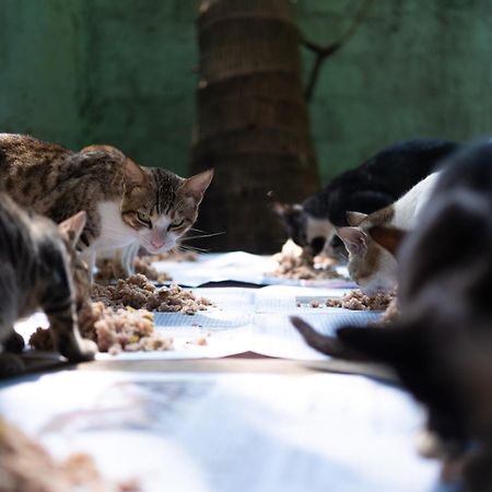 Alass Ga For Pets Lovers Trincomalee Bagian luar foto
