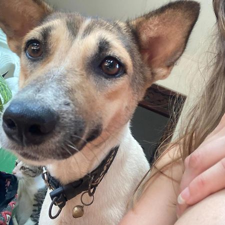 Alass Ga For Pets Lovers Trincomalee Bagian luar foto