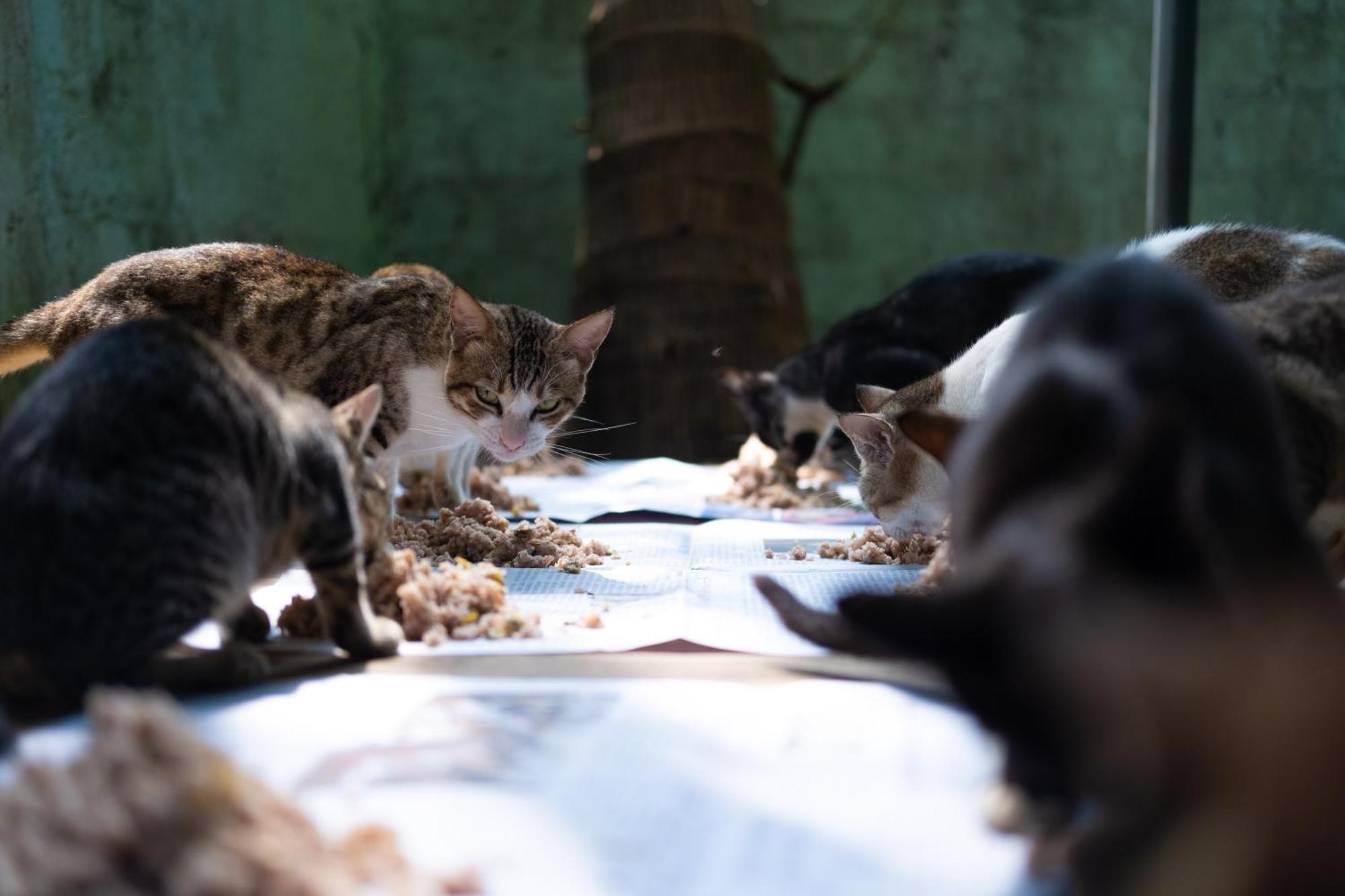 Alass Ga For Pets Lovers Trincomalee Bagian luar foto