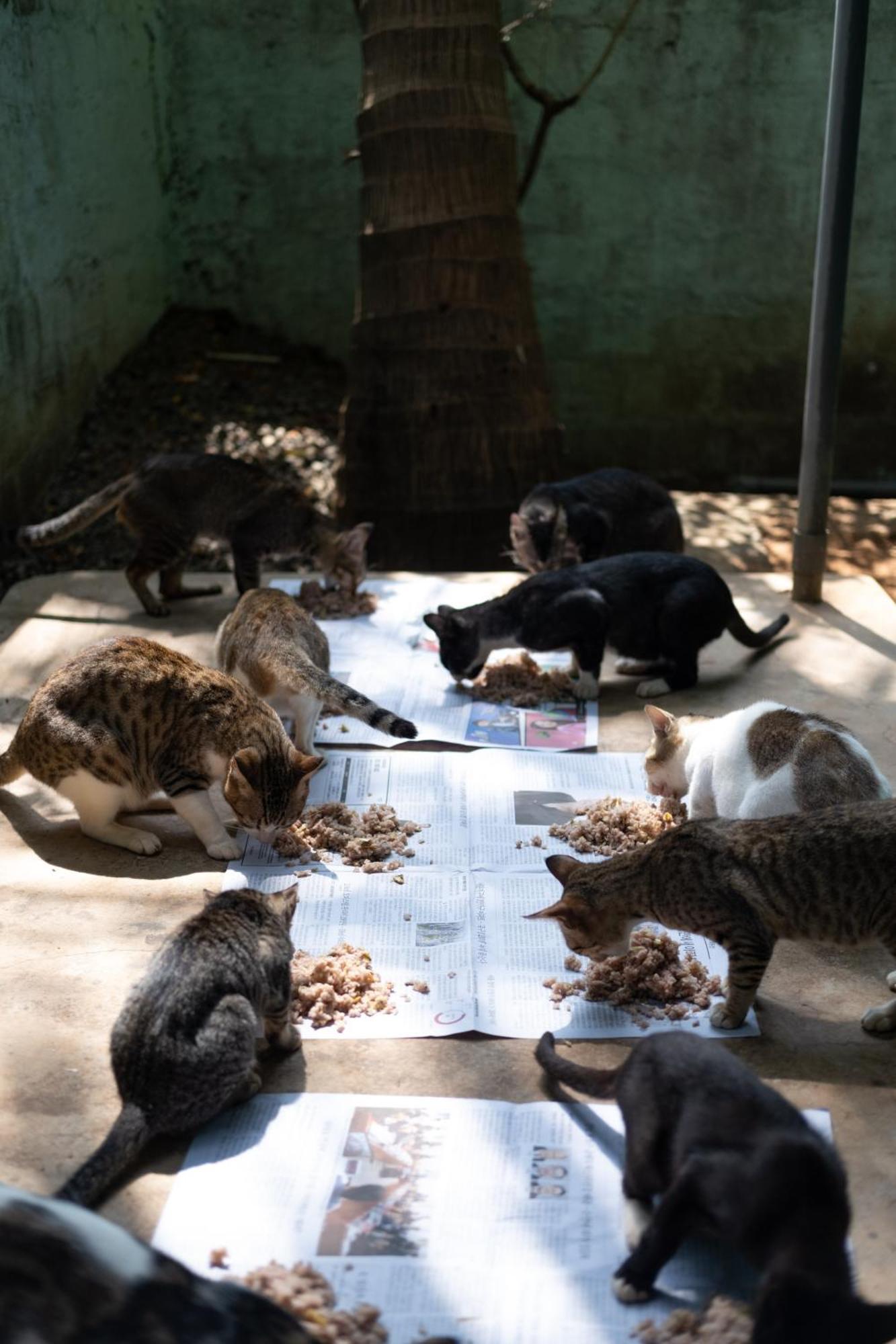 Alass Ga For Pets Lovers Trincomalee Bagian luar foto