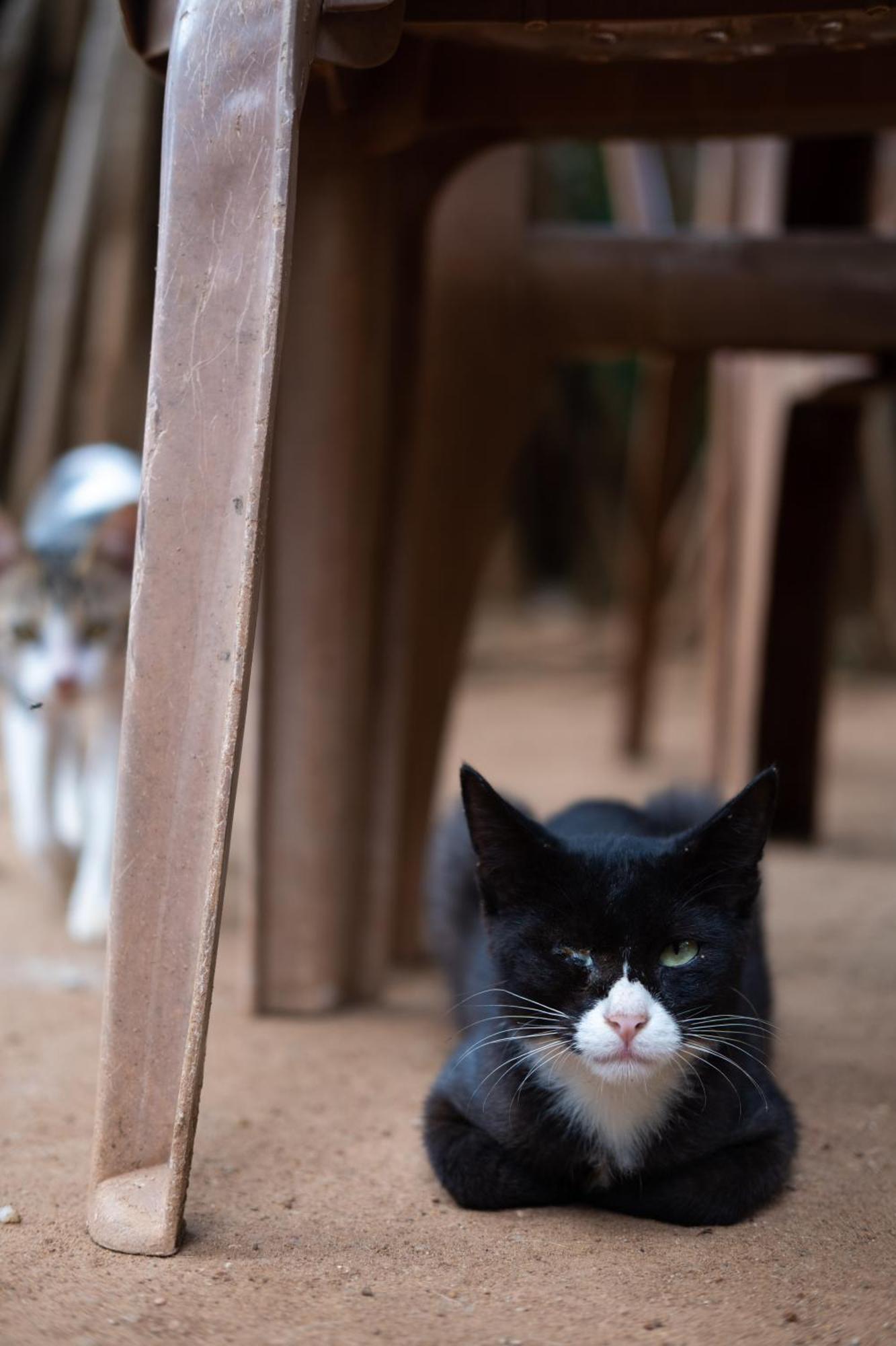 Alass Ga For Pets Lovers Trincomalee Bagian luar foto