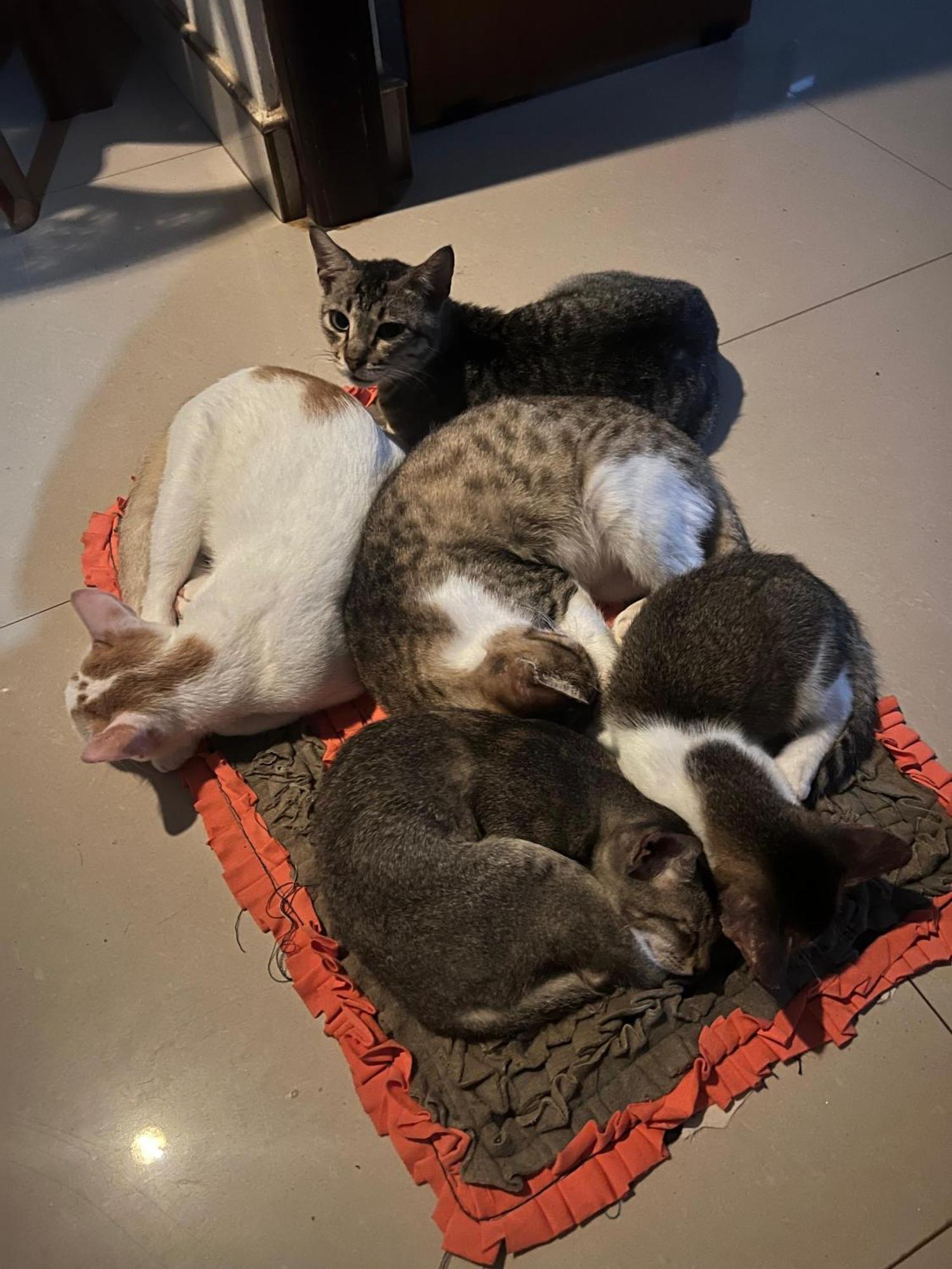 Alass Ga For Pets Lovers Trincomalee Bagian luar foto