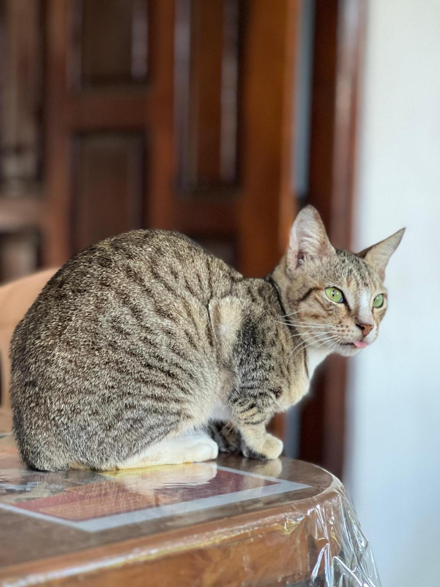Alass Ga For Pets Lovers Trincomalee Bagian luar foto