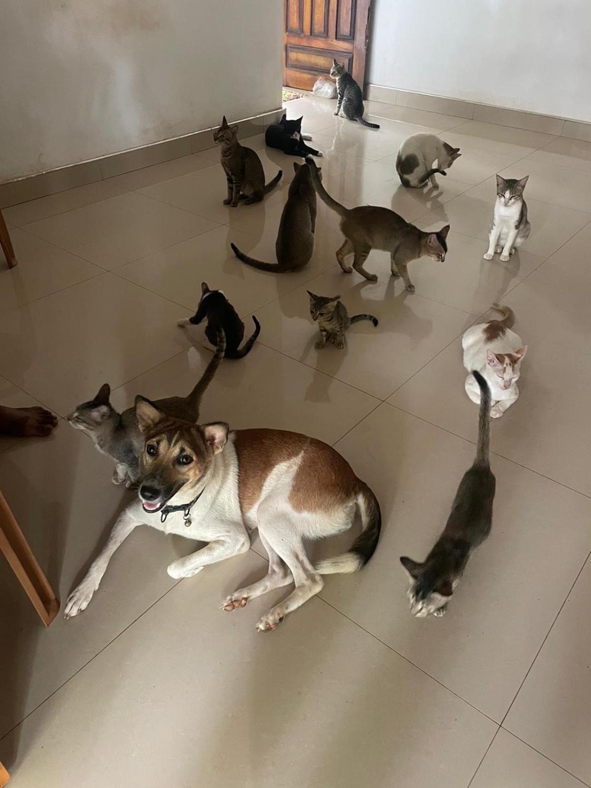 Alass Ga For Pets Lovers Trincomalee Bagian luar foto