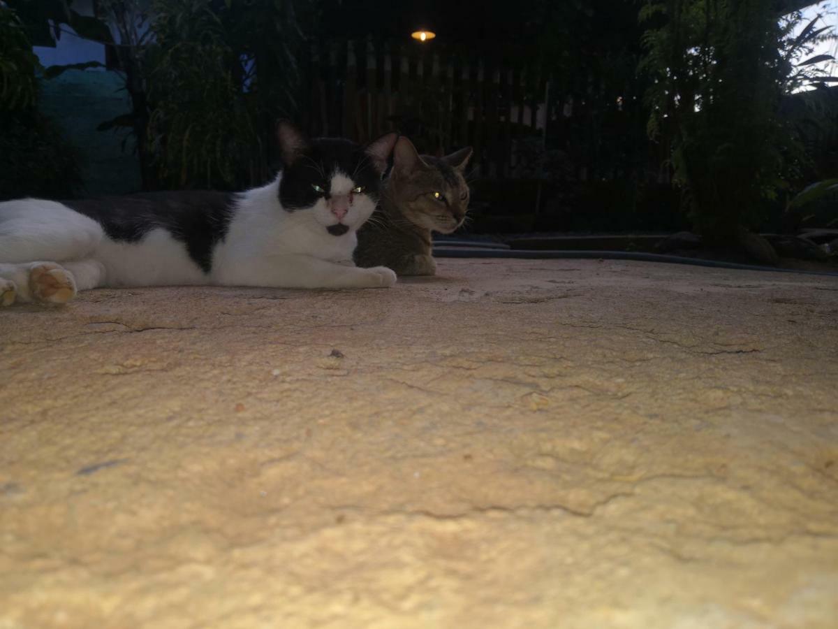 Alass Ga For Pets Lovers Trincomalee Bagian luar foto
